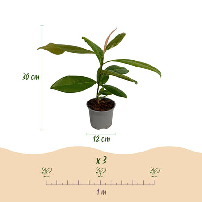 GreenboutiQ - Gartenpflanze - Magnolia grandiflora - Blüte Weiß - 3 Pflanzen - Immergrün - Wenig Pflege - Topf 12cm Höhe 30cm 