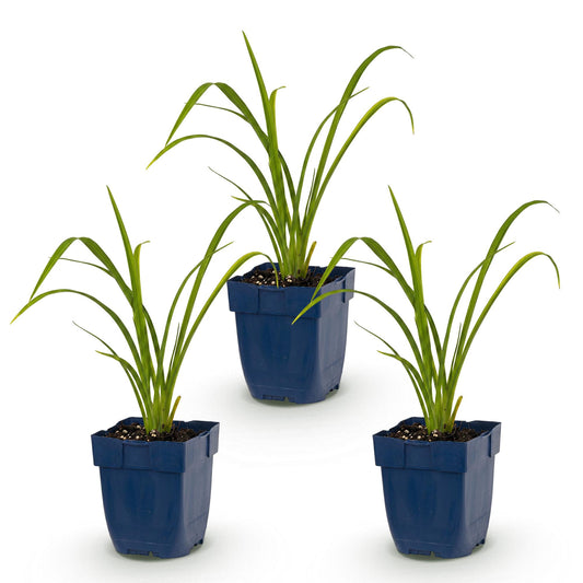 Taglilie 'Mauna Loa' – Hemerocallis 'Mauna Loa' – Topf Ø11cm – Bienenfreundliche Staude für Garten & Balkon