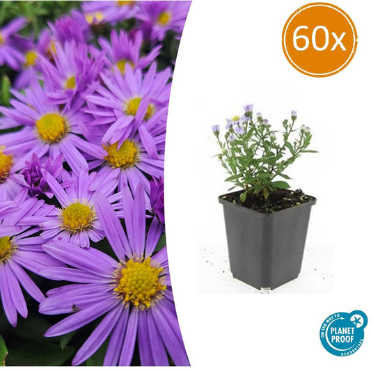 Kissen-Aster Aster dumosus 'Prof. Anton Kippenberg' – ↕10-25cm – Ø9cm – 60 Pflanzen – Herbstaster mit lila Blüten – Winterhart & pflegeleicht 