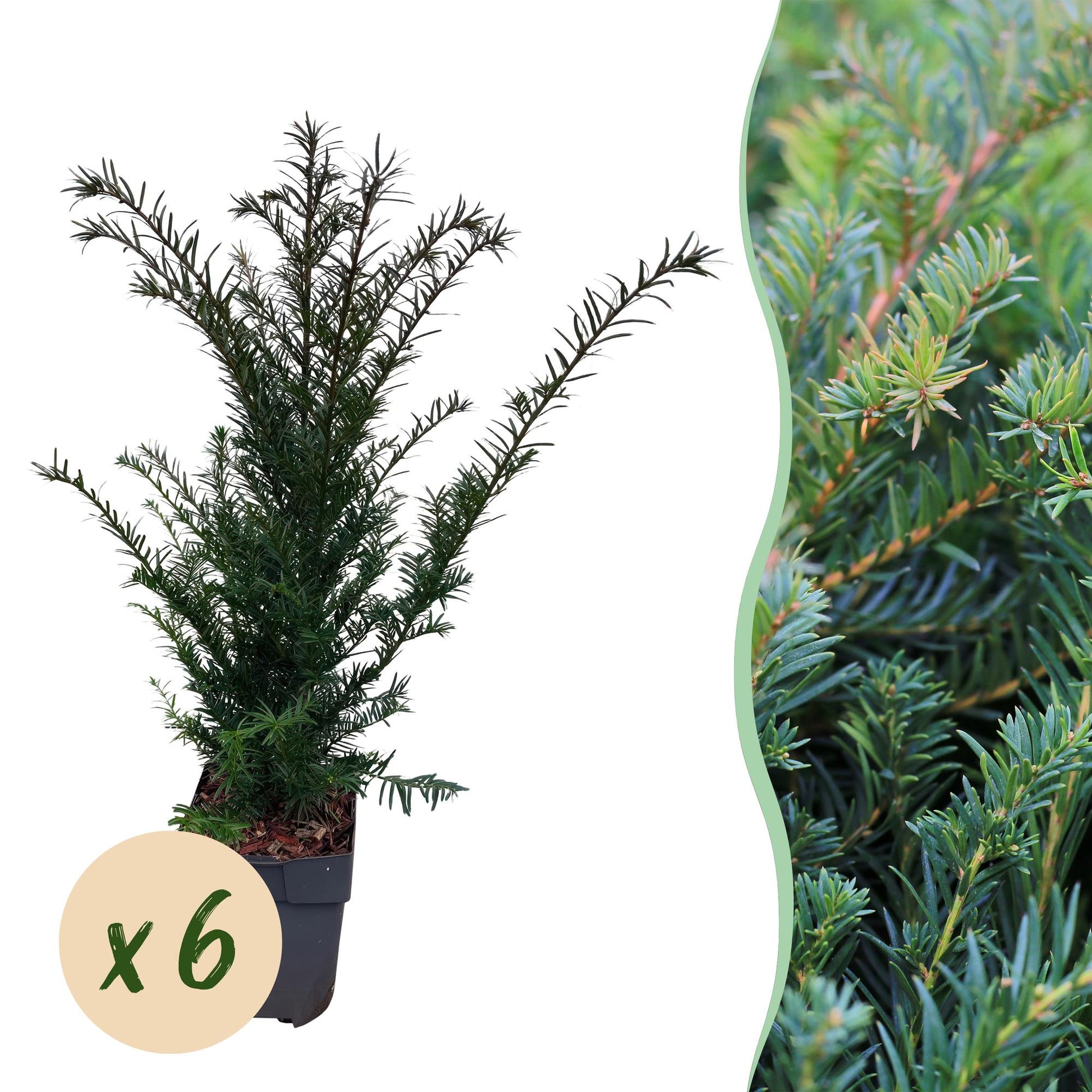 Europäische Eibe Taxus baccata – Immergrün – Heckenpflanze – 6 Pflanzen – 17 cm x H60 cm – pflegeleicht 