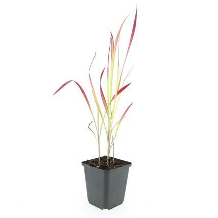 Imperata cylindrica 'Red Baron' – 24 Pflanzen – ↕10-25 cm – Ø9 cm – Japanisches Blutgras – Auffälliges Ziergras für Beete & Kübel 