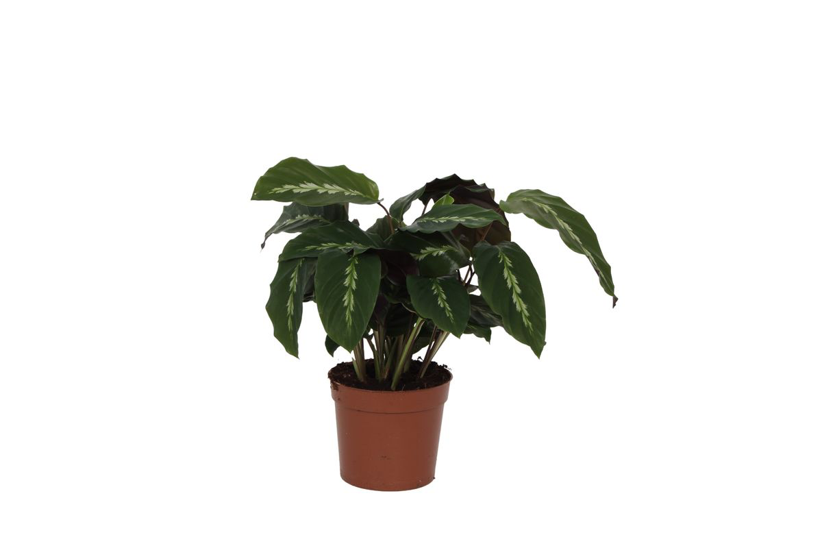 Korbmarante - Calathea Maui Queen - Zimmerpflanze - 35 cm - Ø12cm