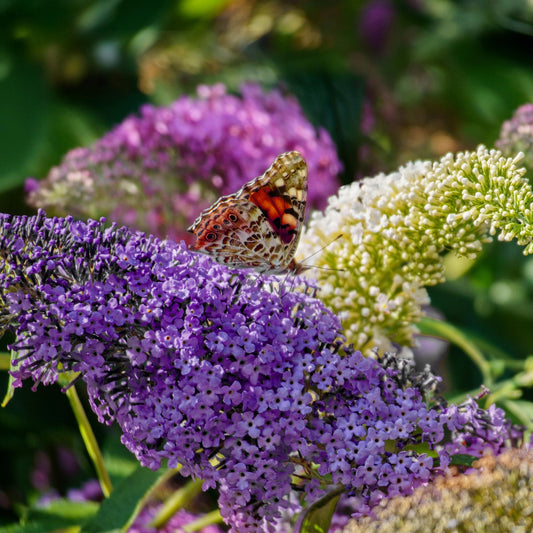 Schmetterlingsstrauch Buddleja davidii Tricolour – 3 Pflanzen – 1 m² – Blüten Rosa, Weiß & Lila – Schmetterlingsanlockend – 17 cm x H30 cm – Pflegeleicht & Bienenfreundlich 