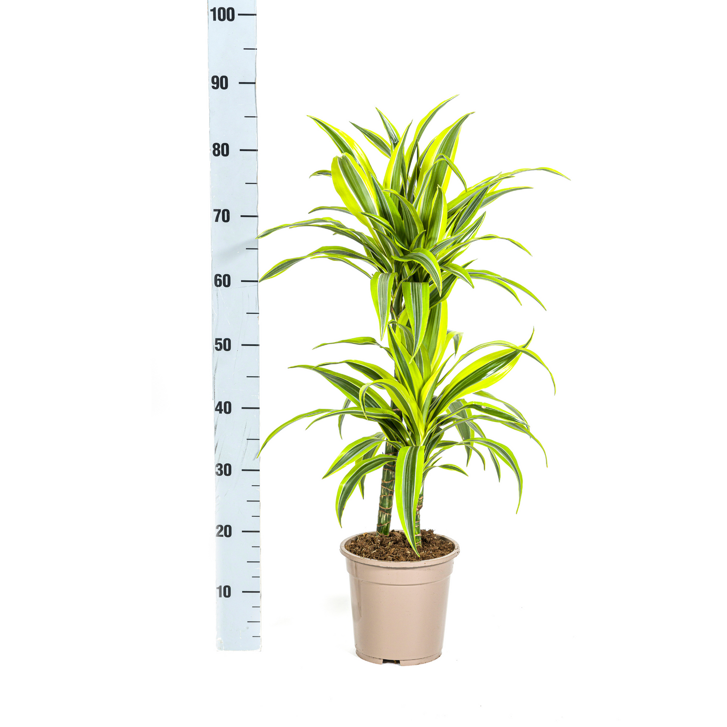 Drachenbaum - Dracaena Deremensis Lemon Lime - Zimmerpflanze - Ø19cm - ↕70 - 90cm
