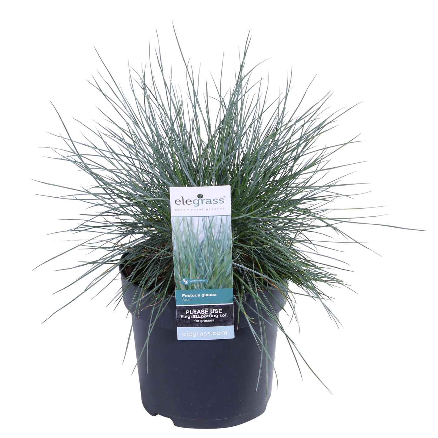 Blauschwingel-Gras - Festuca glauca Azura Blue - Ø14cm - ↨30cm 