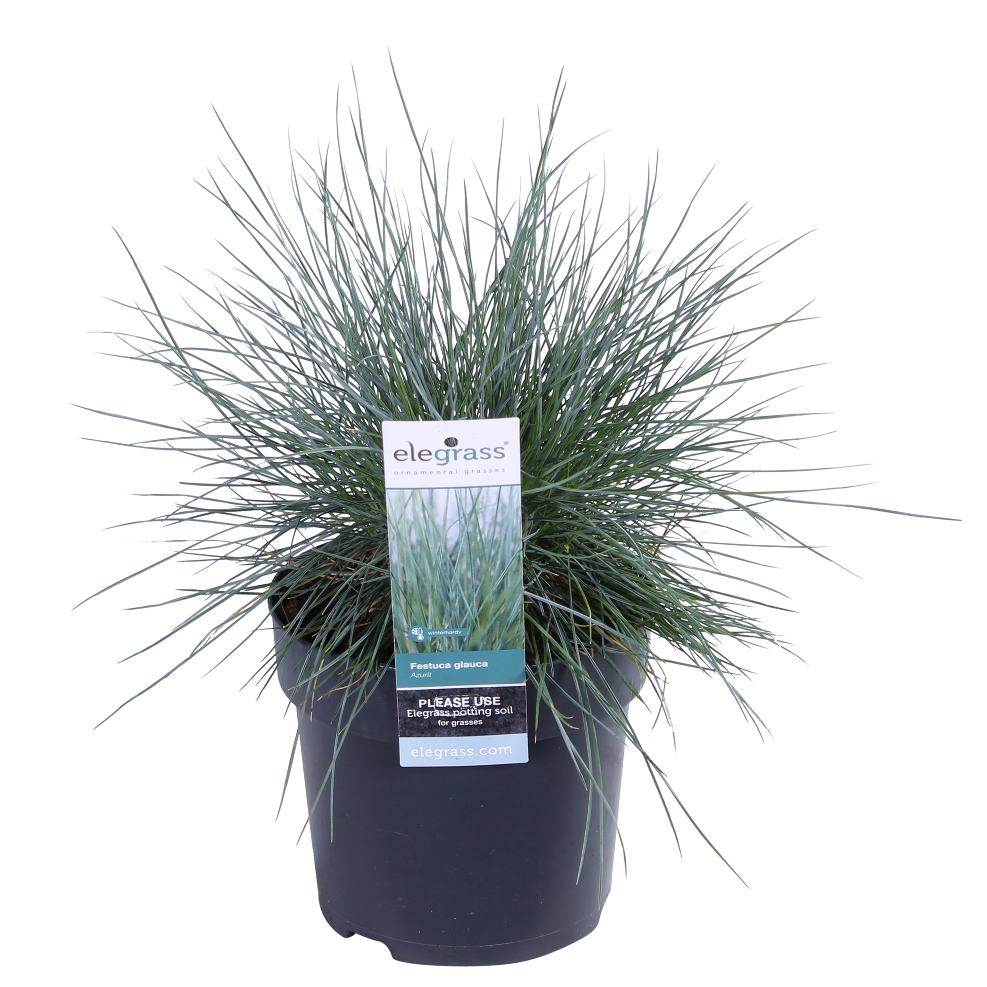 Blauschwingel-Gras - Festuca glauca Azura Blue - Ø14cm - ↨30cm 