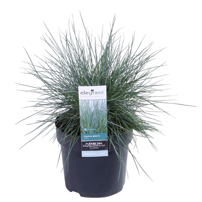 Blauschwingel-Gras - Festuca glauca Azura Blue - Ø14cm - ↨30cm 
