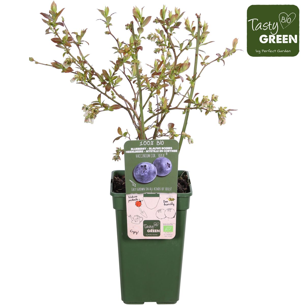 Vaccinium corymbosum 'Reka' – Blaubeere – Ø13cm – ↕45cm – Bio-Anbau – Ertragreiche Heidelbeere 