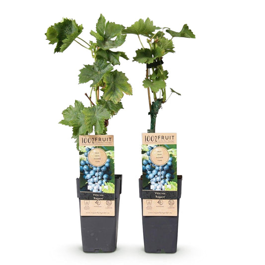 Weinrebe – Blaue Traube – Vitis vinifera Regent – Obstpflanze – 2 Pflanzen – 15cm – Höhe ca. 50cm
