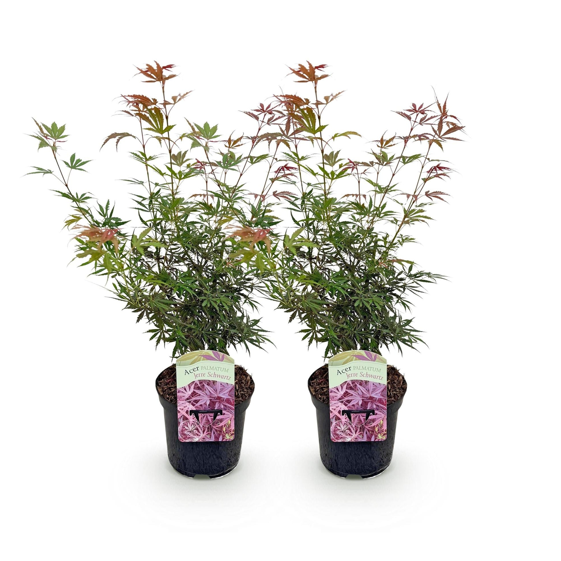 Japanischer Ahorn – Acer palmatum Jerre Swarts – 2 Pflanzen – Dunkelrot – je ca. 70 cm hoch – im 19 cm Topf – Balkon- & Kübelpflanze – Farbwechsel im Herbst 