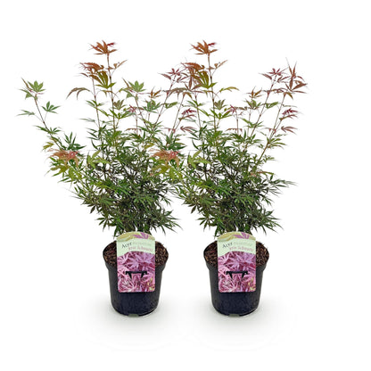 Japanischer Ahorn – Acer palmatum Jerre Swarts – 2 Pflanzen – Dunkelrot – je ca. 70 cm hoch – im 19 cm Topf – Balkon- & Kübelpflanze – Farbwechsel im Herbst 