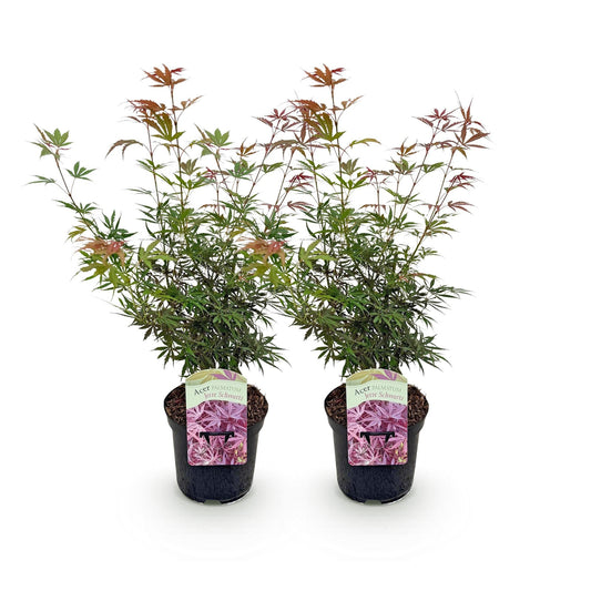 Japanischer Ahorn – Acer palmatum Jerre Swarts – 2 Pflanzen – Dunkelrot – je ca. 70 cm hoch – im 19 cm Topf – Balkon- & Kübelpflanze – Farbwechsel im Herbst 