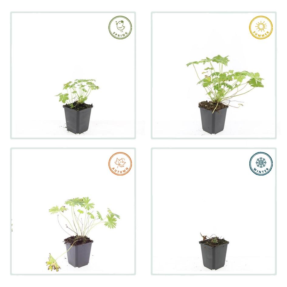 Blut-Storchschnabel Geranium 'Tiny Monster' – ↕10-25cm – Ø9cm – 40 Pflanzen – Kompakte, sommerblühende Staude für Beet, Kübel & Bodendecker – Pflegeleicht & robust
