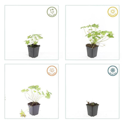 Blut-Storchschnabel Geranium 'Tiny Monster' – ↕10-25cm – Ø9cm – 40 Pflanzen – Kompakte, sommerblühende Staude für Beet, Kübel & Bodendecker – Pflegeleicht & robust
