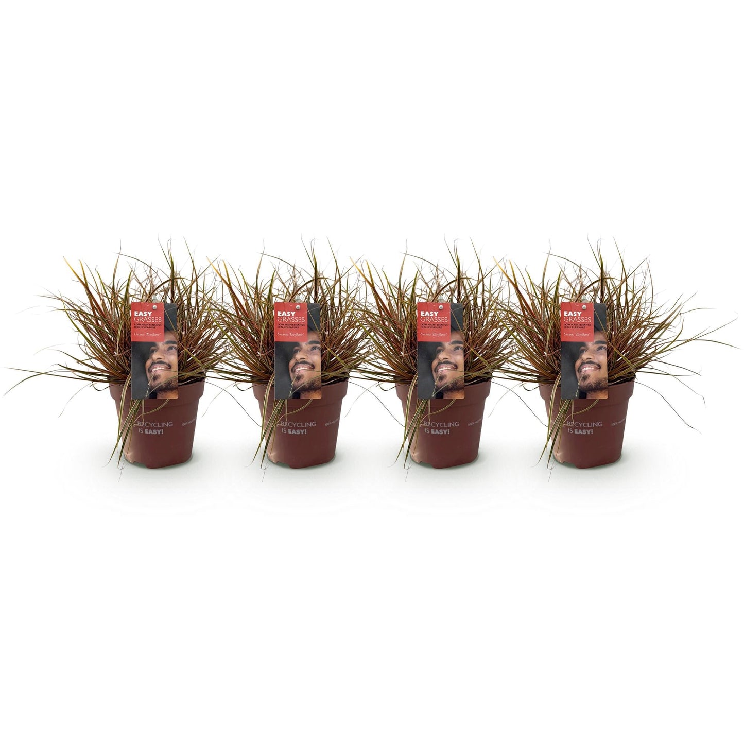 Mahagonigras – Uncinia rubra 'Everflame' – 4 Pflanzen – Immergrün – Ziergras mit rotem Laub – Pflegeleicht – Ø17cm – Höhe ca. 50 cm 