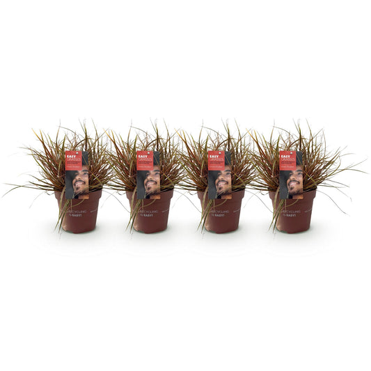 Mahagonigras – Uncinia rubra 'Everflame' – 4 Pflanzen – Immergrün – Ziergras mit rotem Laub – Pflegeleicht – Ø17cm – Höhe ca. 50 cm 