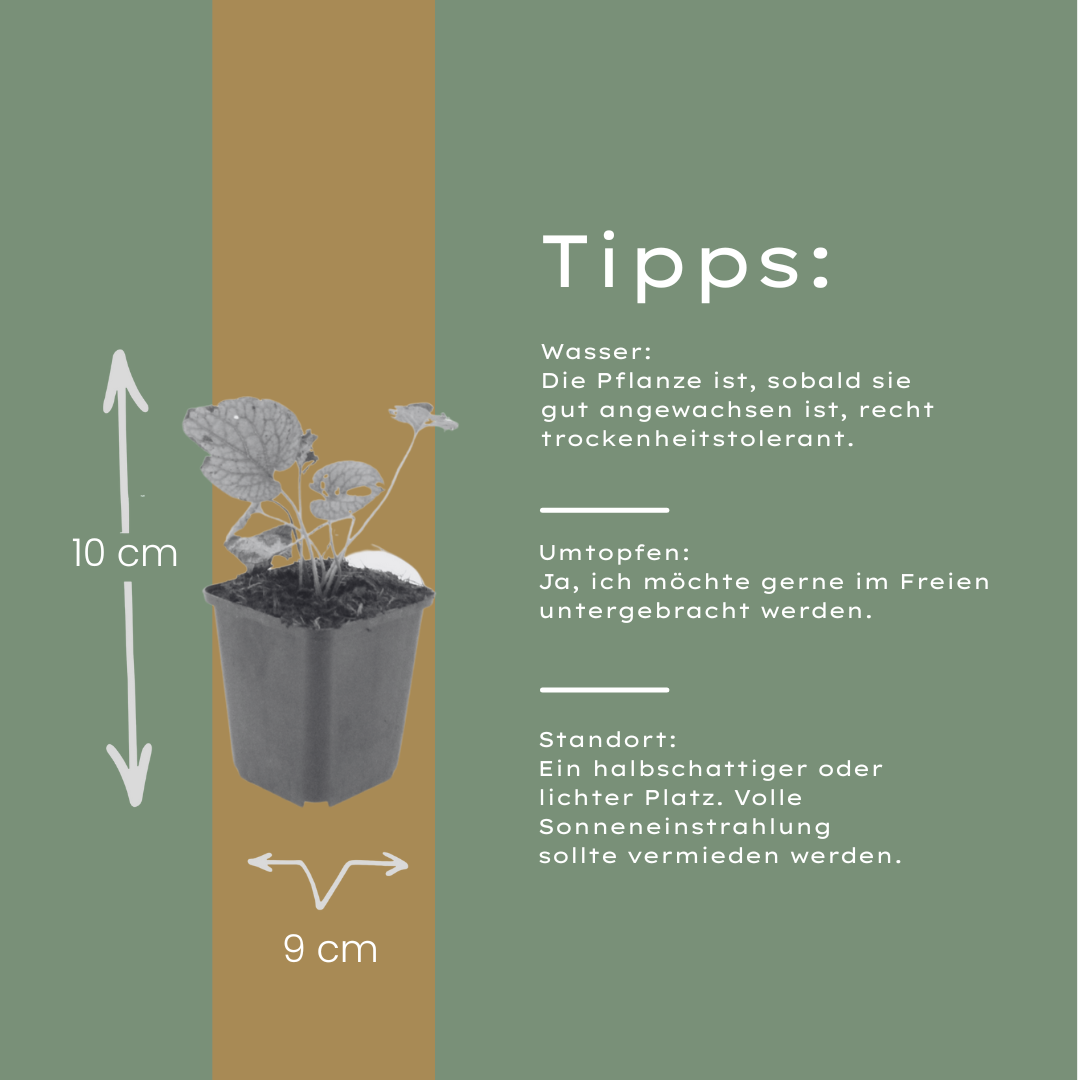 Brunnera macrophylla Jack Frost – Kaukasusvergissmeinnicht – Winterharte Staude mit silbrigem Blattwerk – Schattenpflanze für Garten & Beet – Blühpflanze im Topf - Oasis of Life