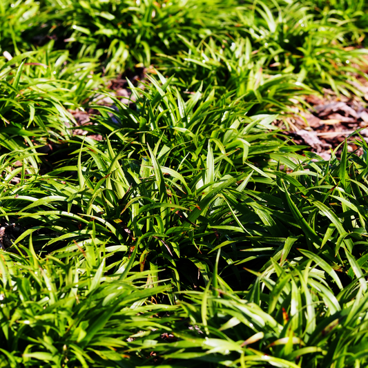 Luzula sylvatica Wald-Hainsimse – 24 Pflanzen Ø9cm – Höhe10-25cm – Immergrüner Bodendecker für Schatten & Unterpflanzung – Winterhart pflegeleicht – Flächenpflanzung