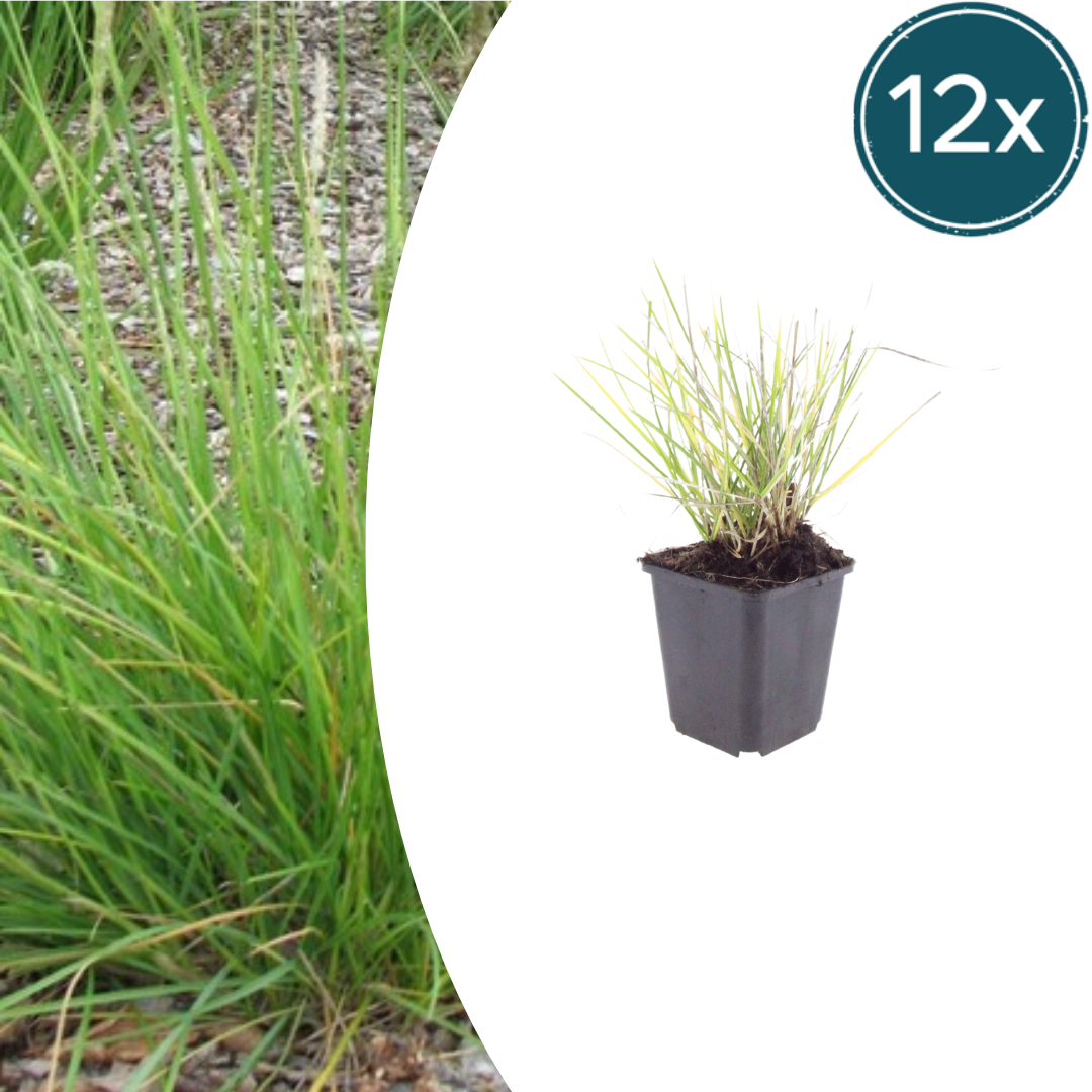 Sesleria autumnalis – 12 Pflanzen – Ø9cm – Höhe 10-25cm – Winterhartes Ziergras – Goldbraune Herbstfärbung – Pflegeleicht für Beet, Steingarten & Naturgarten