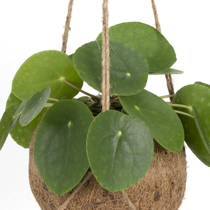 Kokodama Pilea Peperomiodes - Ø15cm - ↕20cm 