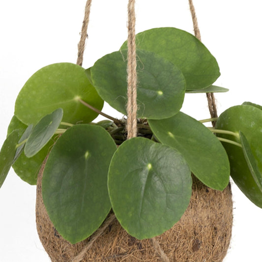 Kokodama Pilea Peperomiodes - Ø15cm - ↕20cm 