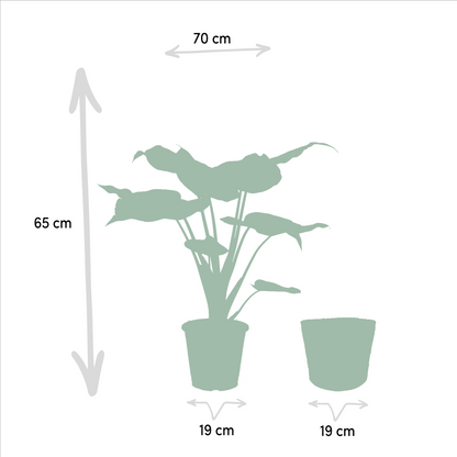 Zimmerpflanzen-Set Alocasia Cucullata + Alocasia Wentii – Ø19 cm – ↕60 cm – 2er-Set – Luftreinigend – Tropisches Design – Mit Korb Selin 