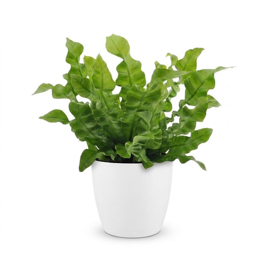 Krauser Wellenfarn 'Crispy Wave' – Asplenium nidus 'Crispy Wave' – Topf Ø12cm – Höhe 30cm – Ansicht 2