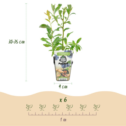 Heidelbeere Vaccinium corymbosum Bluecrop winterhart 6 Pflanzen Ø9cm Höhe30cm – Ertragreiche Heidelbeere für Garten Balkon & Terrasse 