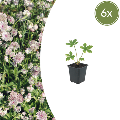Sterndolde Astrantia major – 6 Pflanzen – 10-25cm – Ø9cm – Langblühende Staude für Sonne & Halbschatten – Bienenfreundliche Gartenpflanze für Beet & Cottage-Garten
