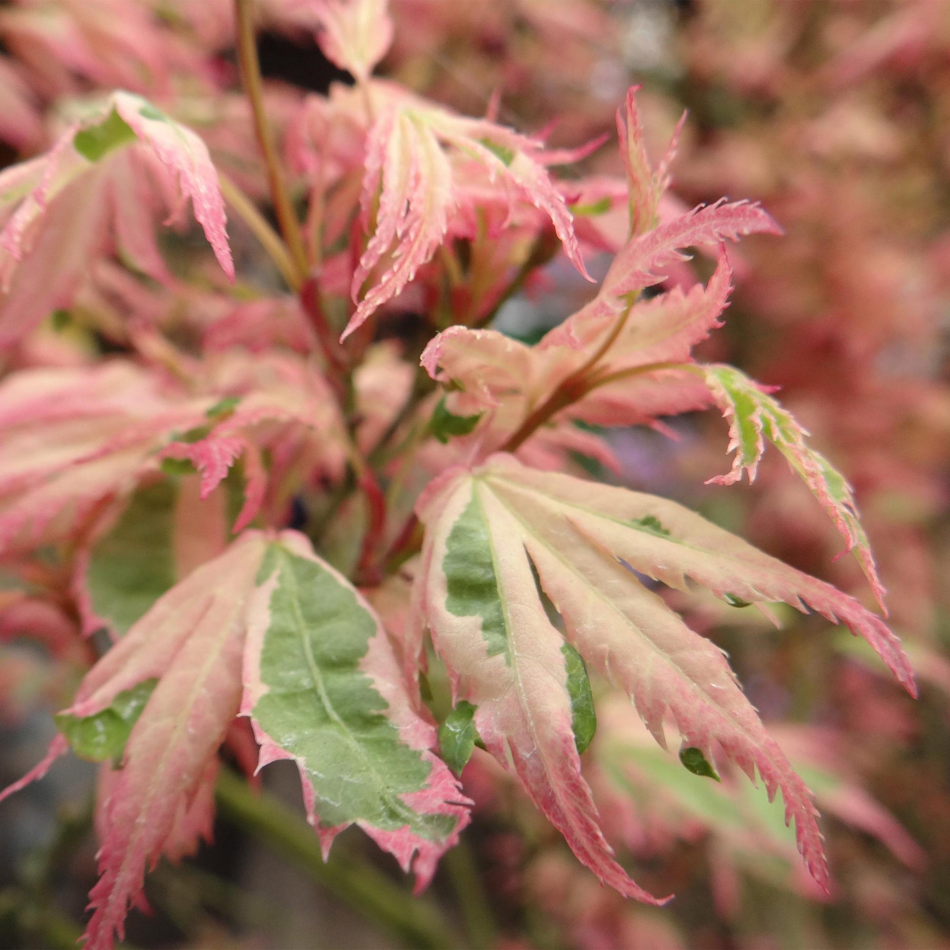 Japanischer Ahorn Acer palmatum Iyoshi – Rosa Balkonpflanze – Ø19cm – Höhe ca. 70cm – Fein geschnittener Zierahorn für Beet & Balkon 