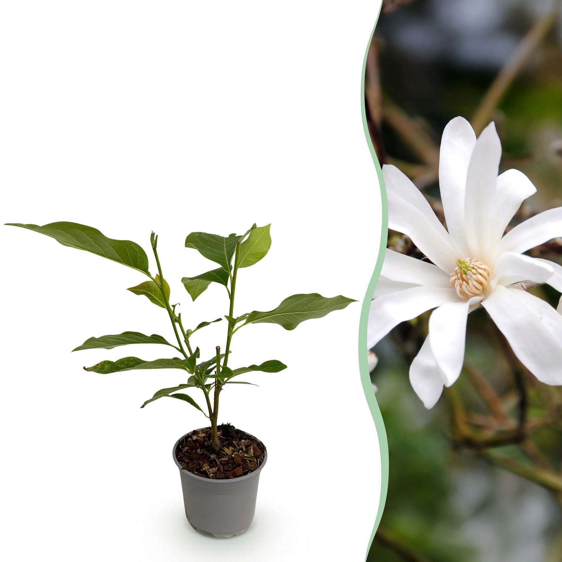 GreenboutiQ - Gartenpflanze - Magnolia stellata - Blüte Weiß - 1 Pflanze - Laubabwerfend - Pflegeleicht - Topf 12cm Höhe 30cm 