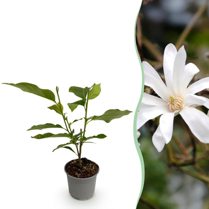 GreenboutiQ - Gartenpflanze - Magnolia stellata - Blüte Weiß - 1 Pflanze - Laubabwerfend - Pflegeleicht - Topf 12cm Höhe 30cm 