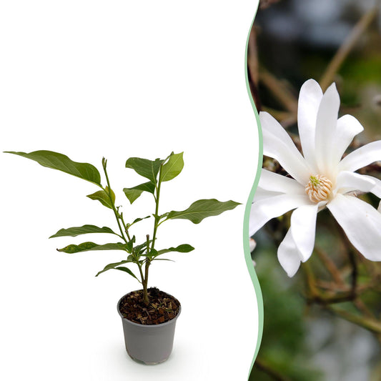 GreenboutiQ - Gartenpflanze - Magnolia stellata - Blüte Weiß - 1 Pflanze - Laubabwerfend - Pflegeleicht - Topf 12cm Höhe 30cm 