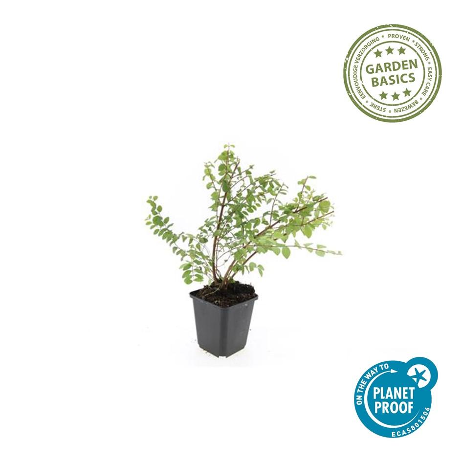Symphoricarpos chenaultii 'Hancock' – Niedrige Purpurbeere – 60 Pflanzen – Ø9cm – ↕10–25cm – Bodendecker & Zierstrauch – Weißblühend mit Herbstbeeren – Winterhart