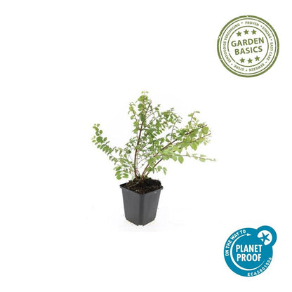 Symphoricarpos chenaultii 'Hancock' – Niedrige Purpurbeere – 60 Pflanzen – Ø9cm – ↕10–25cm – Bodendecker & Zierstrauch – Weißblühend mit Herbstbeeren – Winterhart