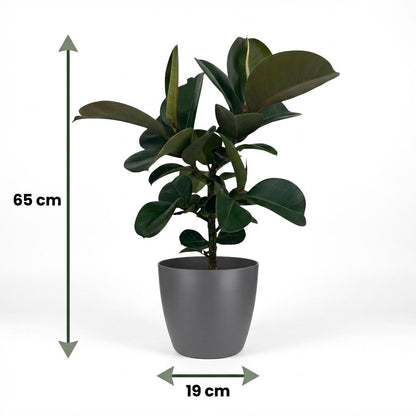 Ficus Elastica Cloe Gummibaum 65cm – Zimmerpflanze im Topf Grau Ø19cm – große grüne Blätter – pflegeleicht, luftreinigend für Wohnung & Büro – ideal bei Halbschatten 