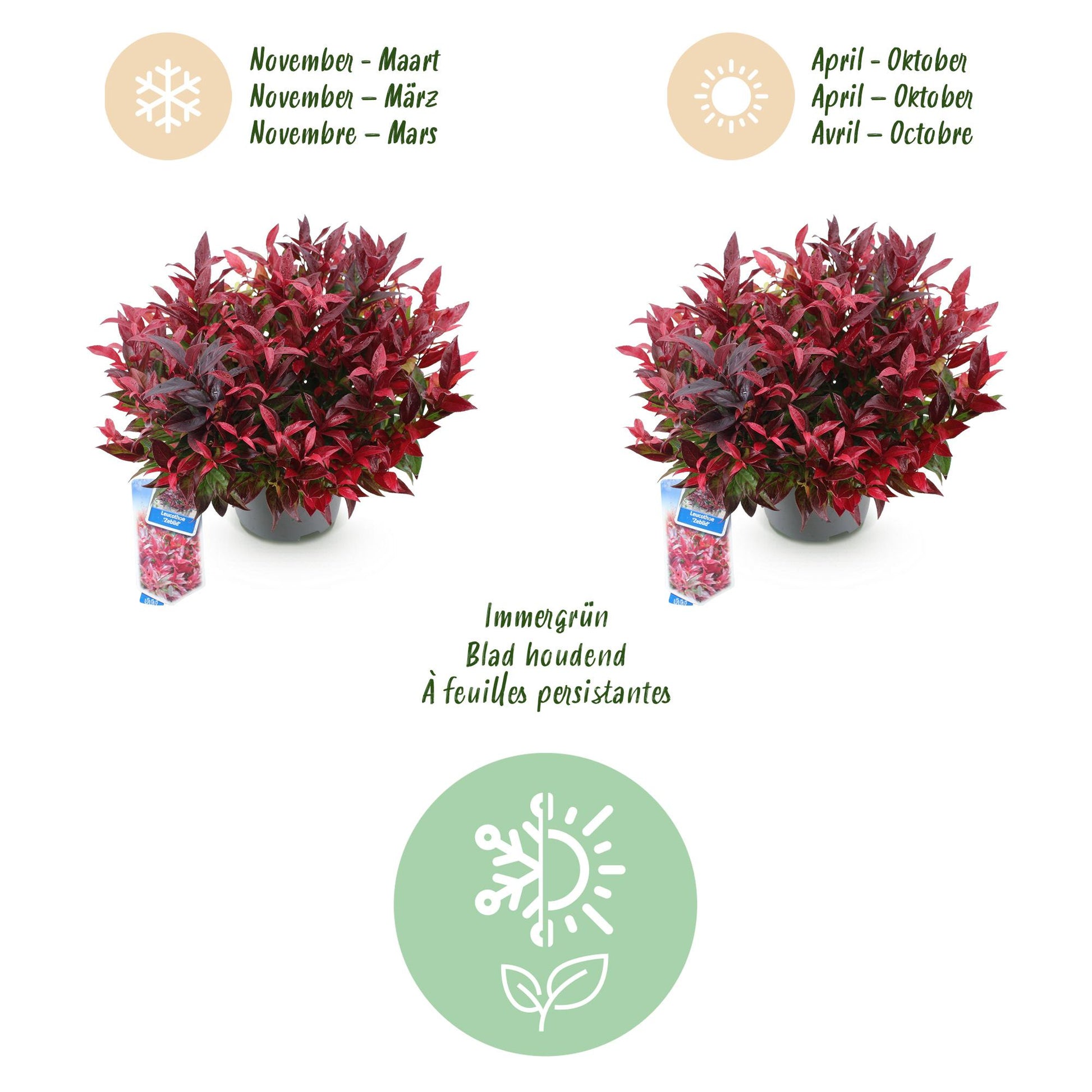 GreenboutiQ - Gartenpflanze - Leucothoe Zeblid - Rot - 2 Pflanzen - Immergrün - Wenig Pflege - Topf 17cm Höhe 45cm 