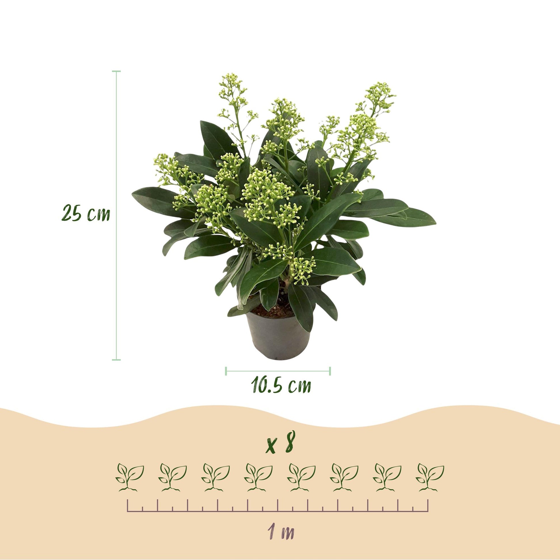 GreenboutiQ - Terrassenpflanze - Skimmia japonica Finchy - Blüte Weiß - 10+ Blumen - 3 Pflanzen - Winterhart - Topf 10,5cm Höhe 25cm 