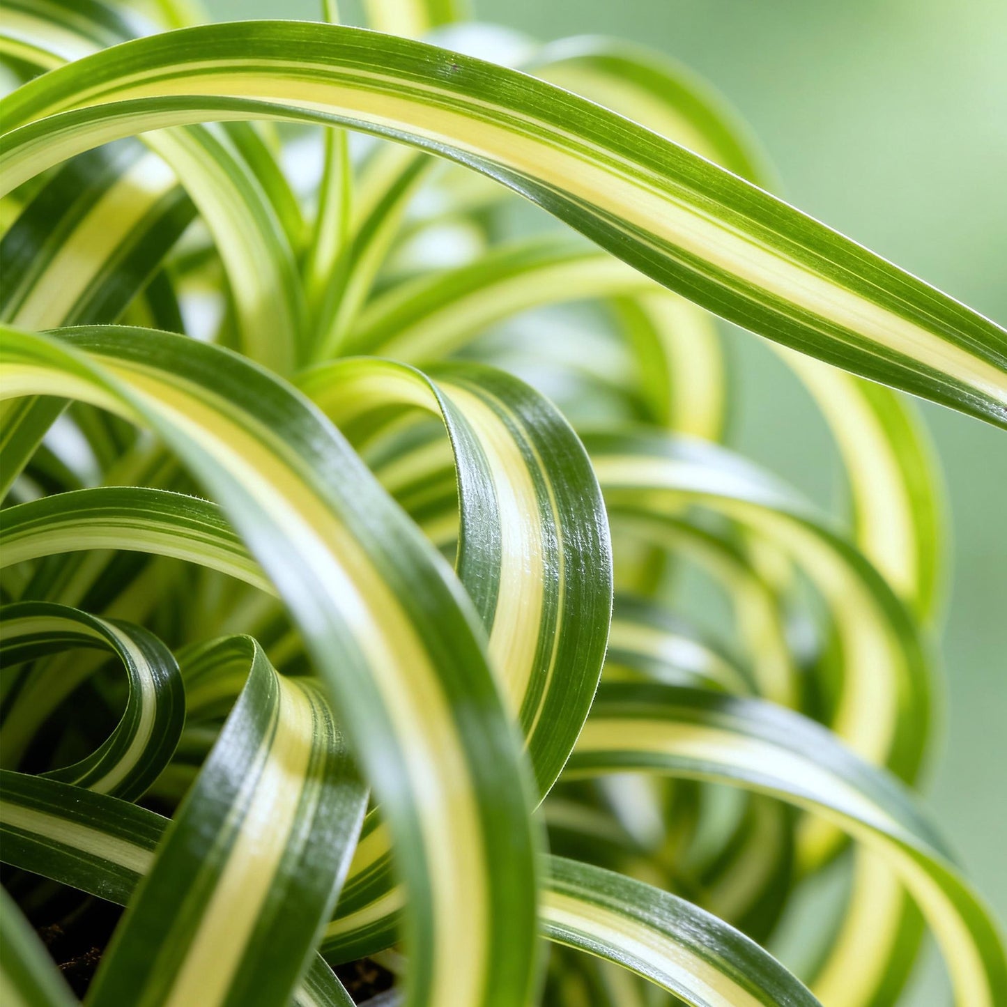 Green boutiQ - Zimmerpflanze - Chlorophytum comosum Bonnie - Lockige Graslilie - Haustierfreundliche Pflanze - Grün - 2 Pflanzen - mit Potter Weiß - Topf 12cm - Höhe 20cm 