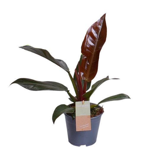 Philodendron Imperial Red Feel Green – Zimmerpflanze – Ø14cm – 35cm hoch – Rote Blätter – Pflegeleicht & luftreinigend 