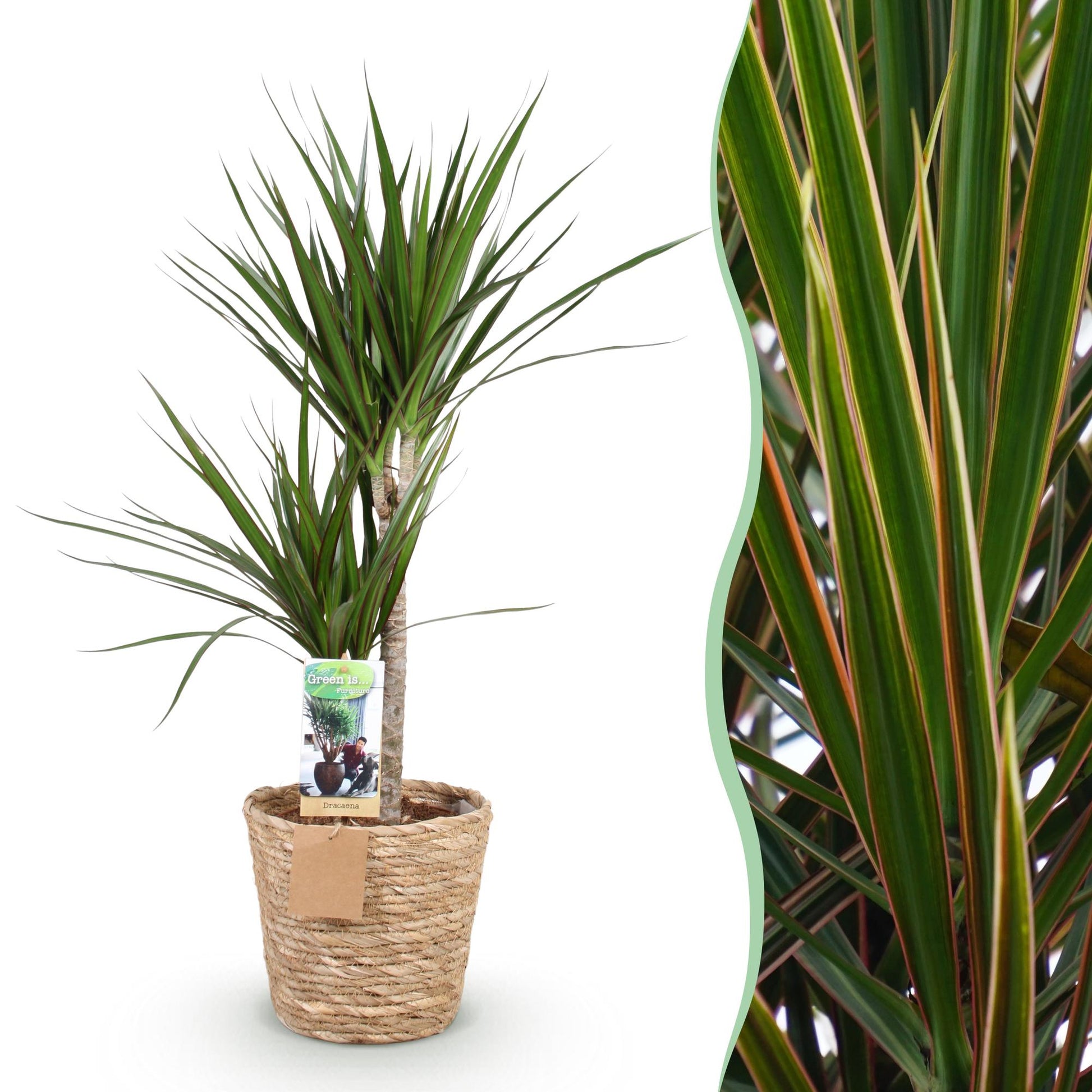 Green boutiQ - Zimmerpflanzen - Dracaena Marginata - Drachenblutbaum - Geringer Pflegeaufwand - mit Korb - Grün - 1 Pflanze - Topf 21cm - Höhe 90-100cm 