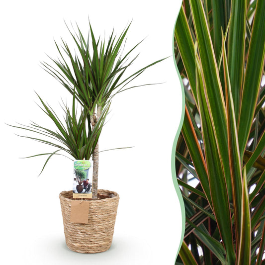 Green boutiQ - Zimmerpflanzen - Dracaena Marginata - Drachenblutbaum - Geringer Pflegeaufwand - mit Korb - Grün - 1 Pflanze - Topf 21cm - Höhe 90-100cm 
