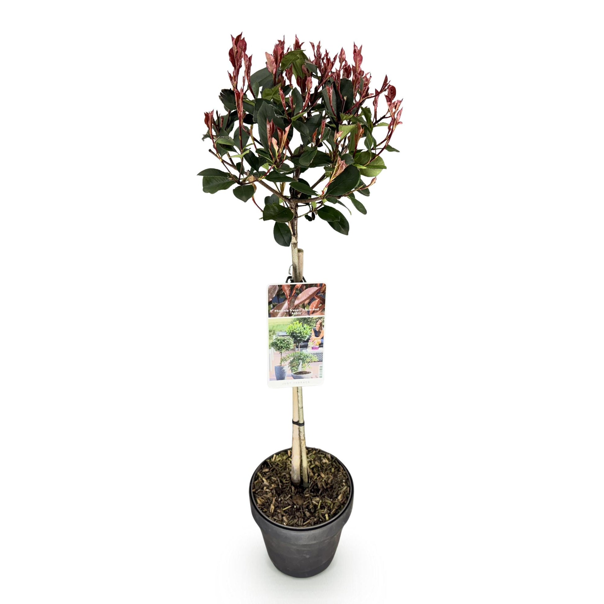 GreenboutiQ - Stamm Pflanze - Photinia fraseri Little Red Robin - Terrassenpflanze - Immergrün - Winterhart - Grün-Rotes Blatt - Topf 19cm Höhe 90cm 