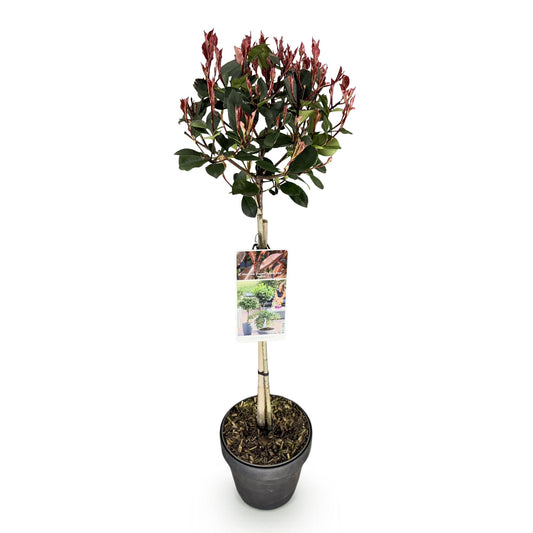 GreenboutiQ - Stamm Pflanze - Photinia fraseri Little Red Robin - Terrassenpflanze - Immergrün - Winterhart - Grün-Rotes Blatt - Topf 19cm Höhe 90cm 