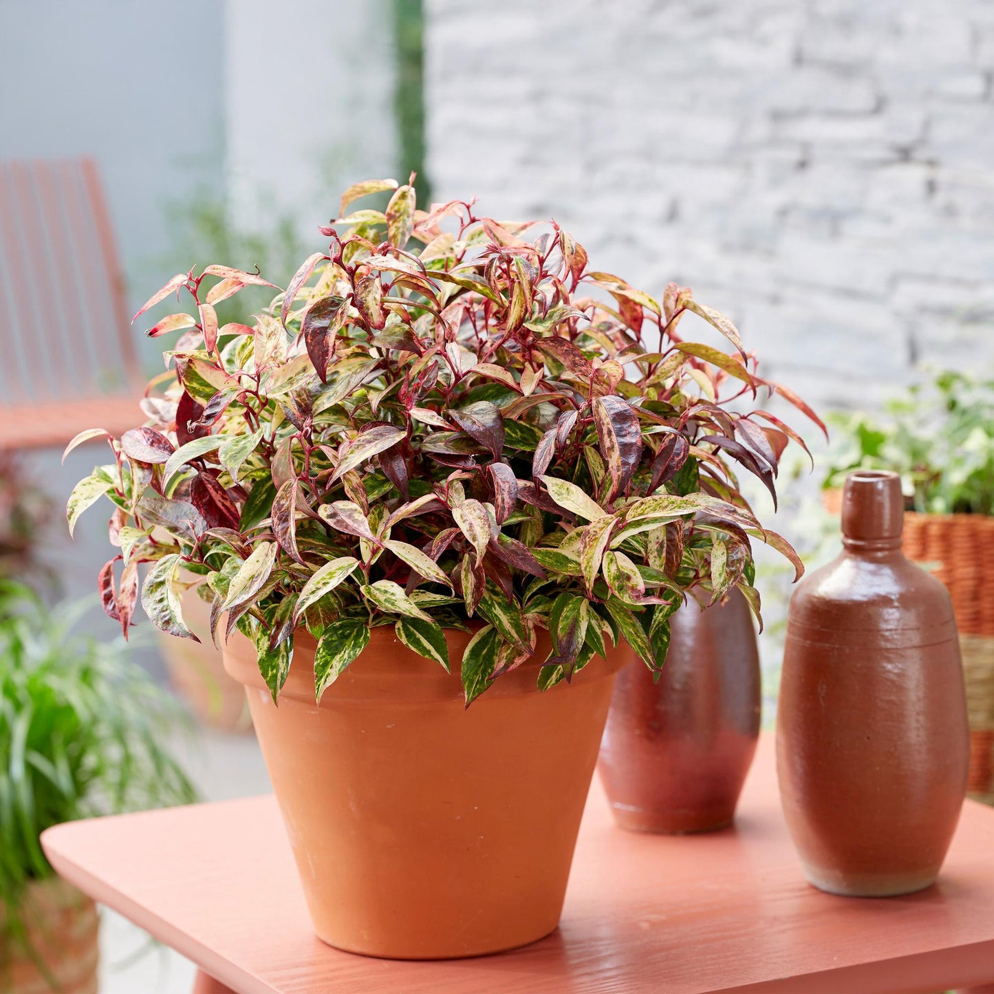 GreenboutiQ - Gartenpflanze - Leucothoe Makijaz - Braun - 2 Pflanzen - Immergrün - Wenig Pflege - Topf 17cm Höhe 45cm 
