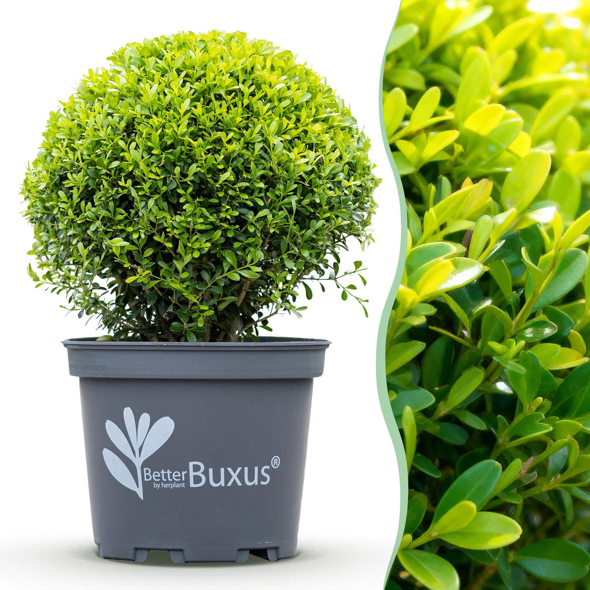 GreenboutiQ - Buxus Kugel - BetterBuxus Skylight - Resistent gegen Buxusmehltau - 1 Pflanze - Topf 26cm Kugel 30cm 