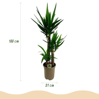 Palmlilie Yucca Elephantipes – 100cm – 21cm – Pflegeleichte Palmlilie mit langen, spitzen Blättern – Robuste, luftreinigende Zimmerpflanze für moderne & klassische Wohnräume 