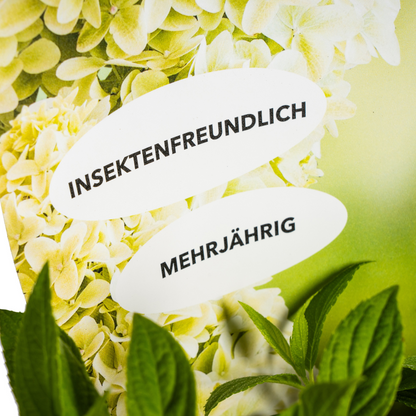 Rispenhortensie - Hydrangea paniculata Magical Candle Ø19cm - ↕30 - 40cm