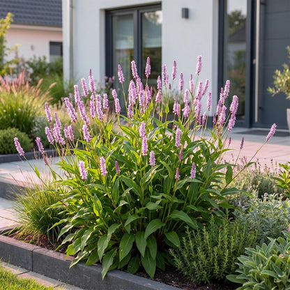 Knöterich 'Rosea' – Persicaria amplexicaulis 'Rosea' – Topf Ø11cm – Bienenfreundliche Staude für Garten & Balkon