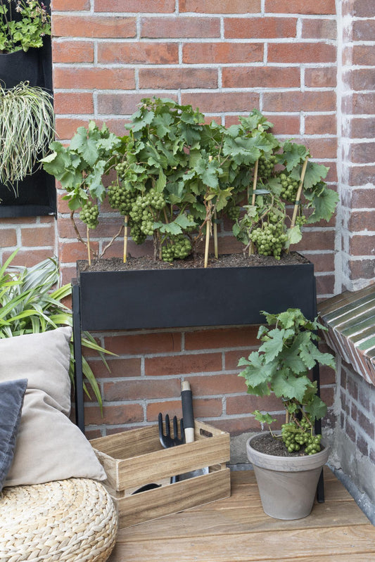 Weintraube - Weinrebe - Vitis Pixie 'Riesling' - ↨30cm - Ø14cm